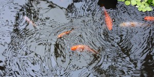 Beitragsbild des Blogbeitrags Teich anlegen: In wenigen Schritten zum Gartenteich