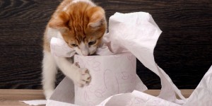 Beitragsbild des Blogbeitrags Katzenstreu: Arten, Vorteile & Nachteile 