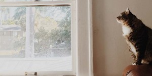 Beitragsbild des Blogbeitrags Fenster putzen lassen: Was kostet das eigentlich?