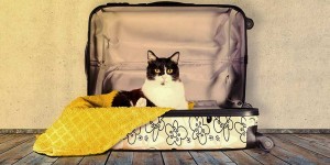 Beitragsbild des Blogbeitrags Tierpension: Wenn Herrchen und Frauchen auf Urlaub fahren 