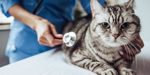 Beitragsbild des Blogbeitrags Besuch beim Tierarzt mit deiner Katze: Darauf solltest du achten!