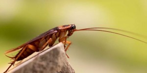 Beitragsbild des Blogbeitrags Schädlingsbekämpfung: Die 10 häufigsten Schädlinge und wie du sie los wirst 