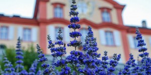 Beitragsbild des Blogbeitrags Mönchspfeffer: Alles zu Wirkung und Dosierung 