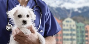 Beitragsbild des Blogbeitrags Tierarzt Notdienst in Innsbruck