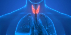 Beitragsbild des Blogbeitrags Schilddrüsenunterfunktion: Symptome, Ursachen & Behandlung 