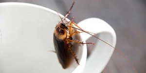 Beitragsbild des Blogbeitrags Kakerlake gefunden? So wirst du Küchenschaben los!