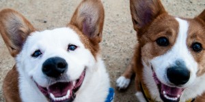 Beitragsbild des Blogbeitrags Hund kastrieren: Kosten, Vor- und Nachteile 