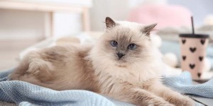 Beitragsbild des Blogbeitrags Katze niest? Die 10 häufigsten Katzenkrankheiten 