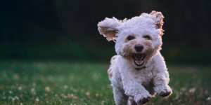 Beitragsbild des Blogbeitrags Sachkundenachweis für Hundehalter: Infos & Anbieter 