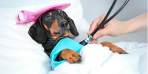 Beitragsbild des Blogbeitrags Tierarzt in Wien gesucht? Die besten Tierärzte im Überblick