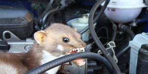 Beitragsbild des Blogbeitrags Marder im Haus, Garten oder Auto? So wirst du ihn los!