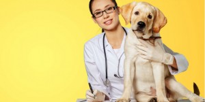 Beitragsbild des Blogbeitrags Tierarzt in Linz gesucht? Wir helfen dir weiter!