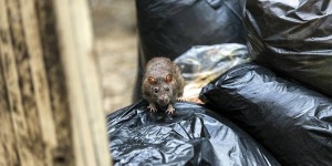 Beitragsbild des Blogbeitrags Rattenbekämpfung! Wie werde ich Ratten los?