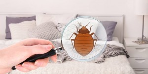 Beitragsbild des Blogbeitrags Hilfe, Bettwanzen! Bettwanzen erkennen, Verstecke finden