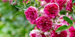 Beitragsbild des Blogbeitrags Rosen überwintern: Wie schütze ich meine Rosen vor Frost?