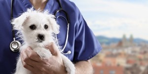 Beitragsbild des Blogbeitrags Tierarzt Notdienst Linz