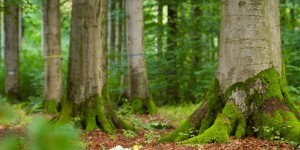 Beitragsbild des Blogbeitrags Baumbestattung in Österreich: Kosten & Ablauf 