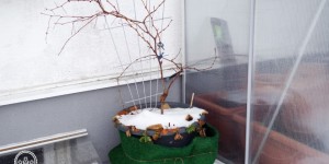 Beitragsbild des Blogbeitrags Wie oft muss man Topfpflanzen im Winter gießen? | Garten und Balkon! 