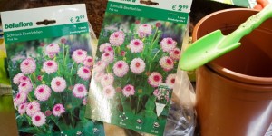 Beitragsbild des Blogbeitrags Dahlien, Anemonen und Ranunkeln vorziehen - lohnt sich der Aufwand?