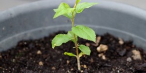 Beitragsbild des Blogbeitrags Obstbäume aus Kernen selber ziehen | Anleitung | Tipps!
