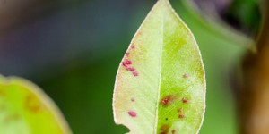 Beitragsbild des Blogbeitrags Birnbaum hat rote Punkte auf Blättern und Blüten | Birnenpockenmilbe! 