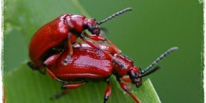 Beitragsbild des Blogbeitrags Bekämpfung von Lilienhähnchen | rote Käfer an Schnittlauch, Lilien und Maiglöckchen! 