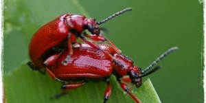 Beitragsbild des Blogbeitrags Bekämpfung von Lilienhähnchen | rote Käfer an Schnittlauch, Lilien und Maiglöckchen!