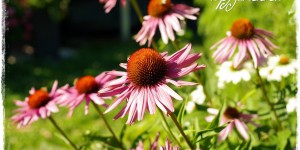 Beitragsbild des Blogbeitrags New German Style für den Hausgarten | Gartenbuch!
