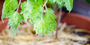 Beitragsbild des Blogbeitrags Tomatenblätter bekommen lila Flecken | Phosphormangel wegen Kälte!