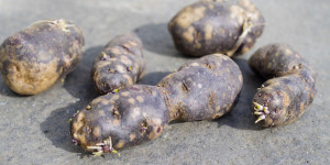 Beitragsbild des Blogbeitrags Blaue (lila) Kartoffeln anbauen | Vitelotte | blaue französische Trüffelkartoffel! 