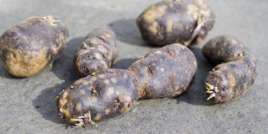 Beitragsbild des Blogbeitrags Blaue (lila) Kartoffeln anbauen | Vitelotte | blaue französische Trüffelkartoffel!