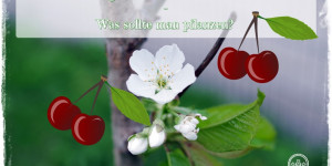 Beitragsbild des Blogbeitrags Zwergkirsche oder Säulenkirsche für Topf und Garten – was ist zu beachten?!