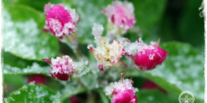 Beitragsbild des Blogbeitrags Spätfrost – wie kann man Obstbäume und Beerensträucher schützen?