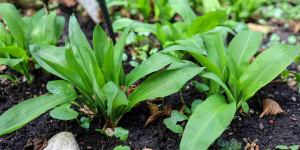 Beitragsbild des Blogbeitrags Bärlauch im Garten ansiedeln | säen | vermehren | ernten | pflegen!