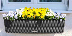 Beitragsbild des Blogbeitrags Frostfeste Frühlingsblumen für Balkonkasten, Kübel und Topf | 5 Beispiele mit Hornveilchen! 