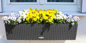 Beitragsbild des Blogbeitrags Frostfeste Frühlingsblumen für Balkonkasten, Kübel und Topf | 5 Beispiele mit Hornveilchen!