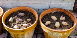 Beitragsbild des Blogbeitrags Kartoffeln im Topf anpflanzen | Anleitung für  Balkon, Terrasse und Garten | Tipps! 