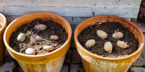 Beitragsbild des Blogbeitrags Kartoffeln im Topf anpflanzen | Anleitung für Balkon, Terrasse und Garten | Tipps!