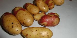 Beitragsbild des Blogbeitrags Mayan Twilight anbauen | bunte Kartoffelsorten! 