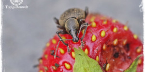 Beitragsbild des Blogbeitrags Dickmaulrüssler im Garten | Erdbeeren kaputt | Dickmaulrüssler Falle selber bauen! 