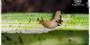 Beitragsbild des Blogbeitrags Wo wohnen Schnecken: Schneckenverstecke im Gemüsegarten! 