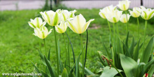 Beitragsbild des Blogbeitrags Blumenzwiebel setzen im Herbst | 10 typische Frühlingsblumen genießen | Kooperation! 