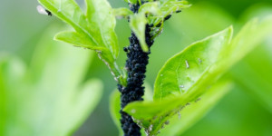 Beitragsbild des Blogbeitrags Schwarze und grüne Blattläuse bekämpfen | Hausmittel, Chemie, Pflanzenstärkungsmittel – 6 Tipps!