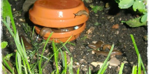 Beitragsbild des Blogbeitrags Schneckenfalle selber bauen | Garten | für Schneckenkorn! 