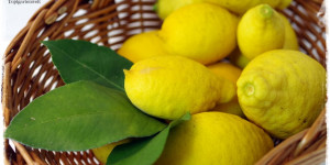 Beitragsbild des Blogbeitrags Rezept: Zitronengelee – Zitronensirup aus Bio-Früchten gewachsen im Garten! 