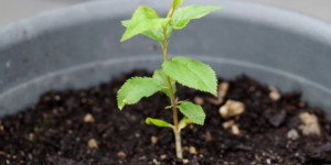 Beitragsbild des Blogbeitrags Obstbäume aus Kernen selber ziehen | Anleitung | Tipps!