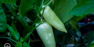 Beitragsbild des Blogbeitrags Kann man grüne Paprika und Chili nachreifen lassen? 