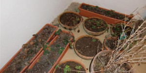 Beitragsbild des Blogbeitrags Erdbeeren in Töpfen überwintern? Ab damit in den Keller?