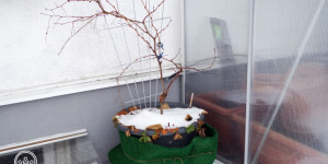 Beitragsbild des Blogbeitrags Topfpflanzen gießen im Winter – wie oft | Pflanzen mit warmen Wasser gießen? 
