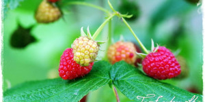 Beitragsbild des Blogbeitrags Ur-Obst – wurzelecht und pflegeleicht | Gartenbuch!